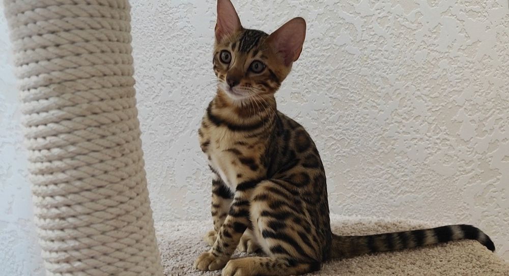 Елітні Бенгальські кошенятка бенгали WCF