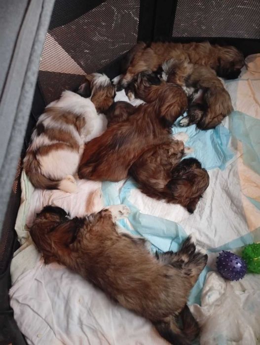 Oddam w dobre ręce Lhasa Apso