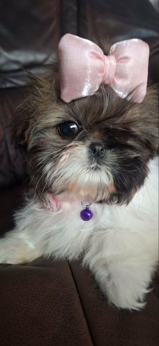 Maleńka suczka Shih Tzu