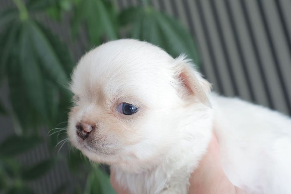 Chihuahua branco olhos azuis . Menino . Pêlo Longo.  Lindo demais.