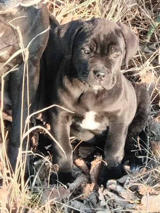 Продам щенков Кане корсо