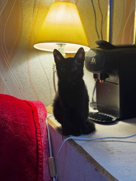 Кошенята дуже бажають до вас