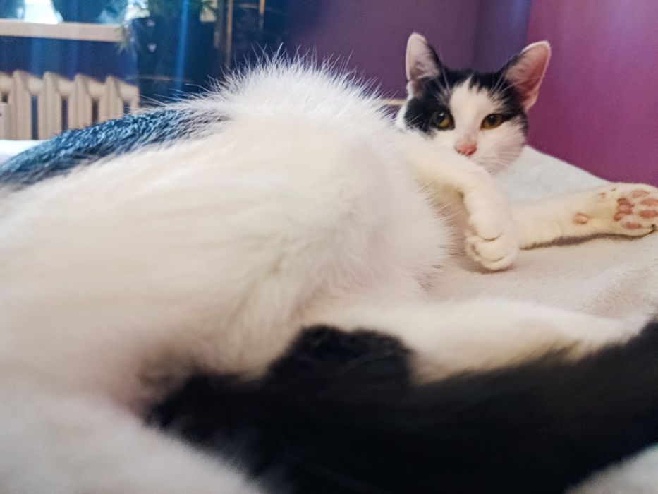 Przekochana słodka kotka do adopcji