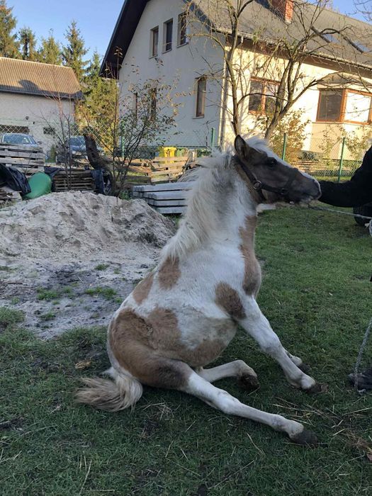 kucyk kuc klaczka piekna