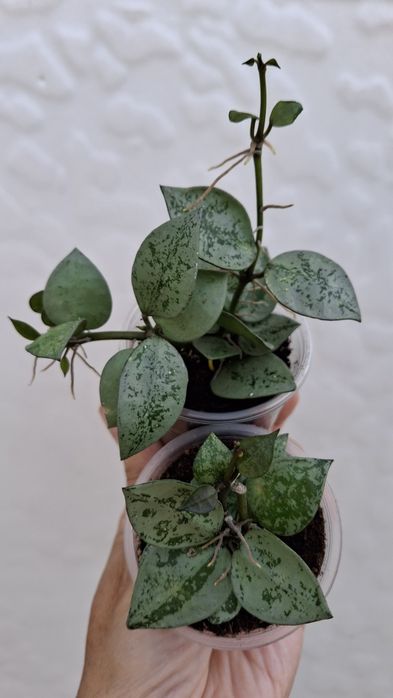 Ноуа lacunosa silver хойя ,хоя ,хойї