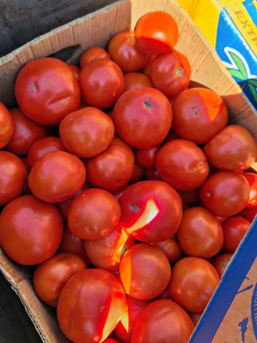 продам помидор асвон