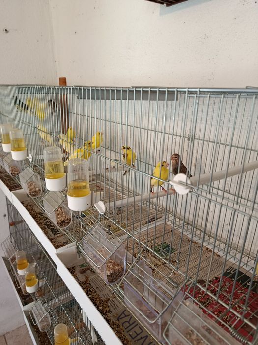 Vendo canário timbrados espanhóis