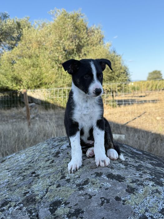 Border collie puro