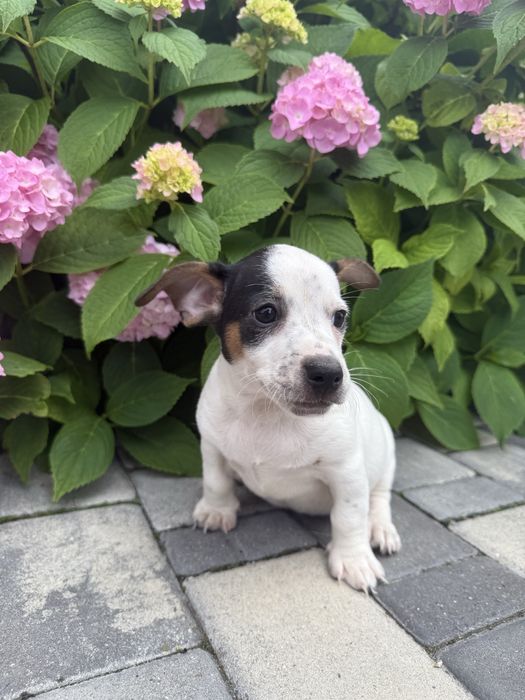 Jack Russell Terrier piesek szczeniak