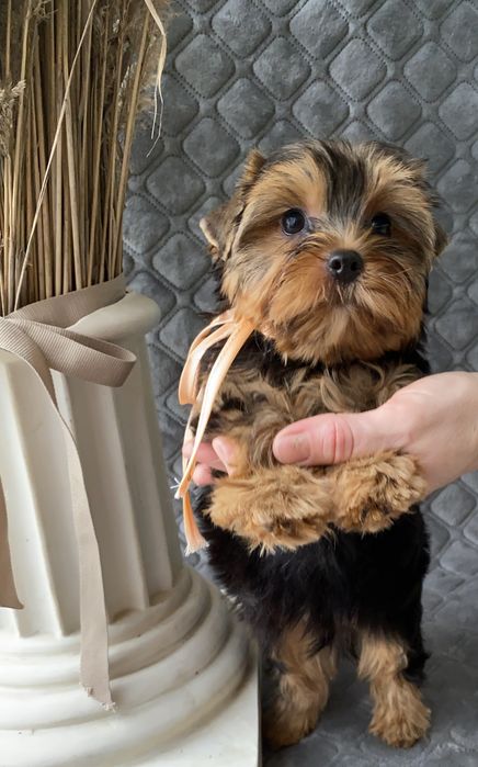 Йорки неймовірні