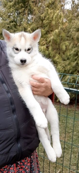 Щенки хаски