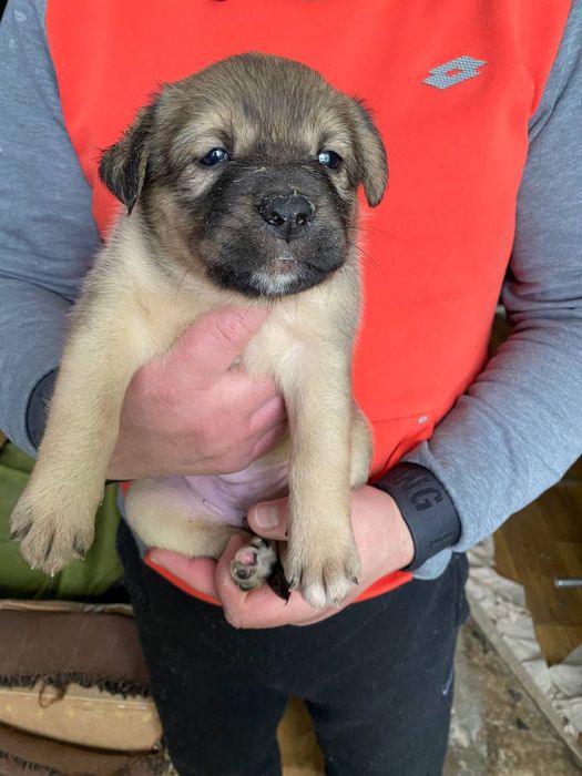 Віддам цуценят Киев