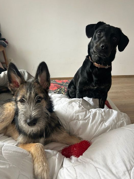 Oddam w bardzo dobre ręce dwa psy.