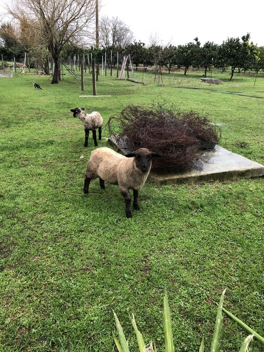 Venda  borregos Machos cruzados sulfok