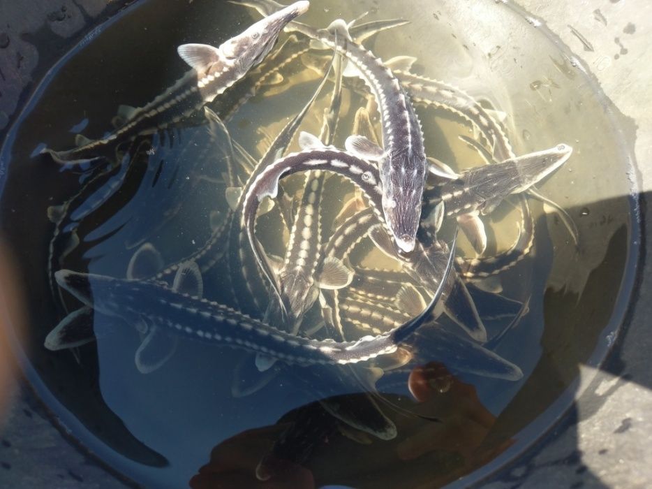 Jesiotr Rosyjski Syberyjski Bester RS Siewruga Sterlet biały Węgorz