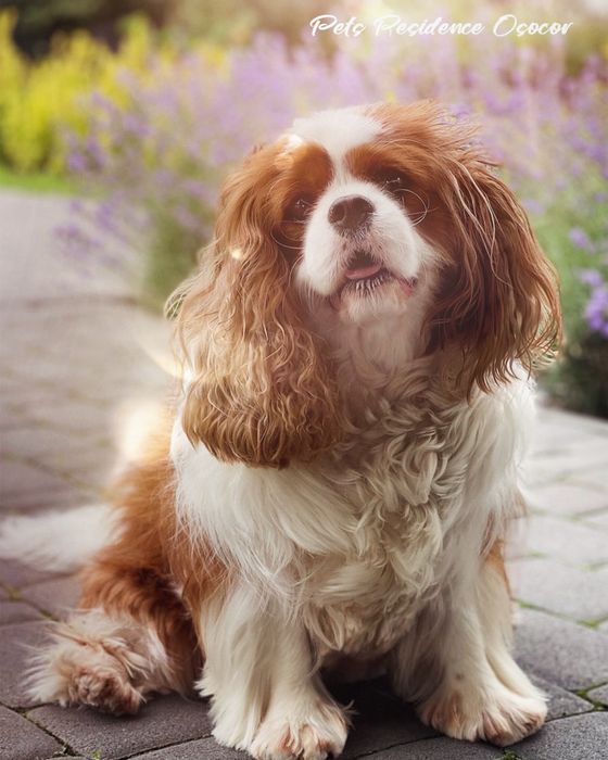 Перетримка собак в комфортних умовах. Приватна закрита територія.