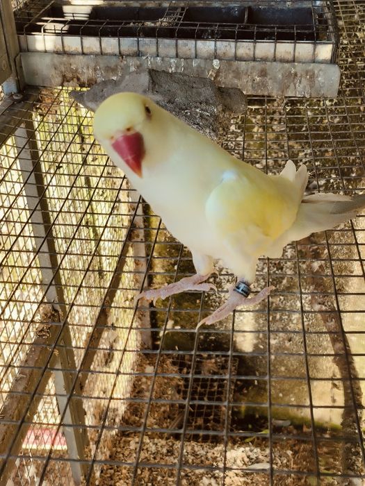 Aves Ring neck's