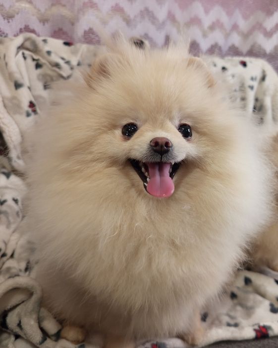Розкішна Померанська Шпіцуля