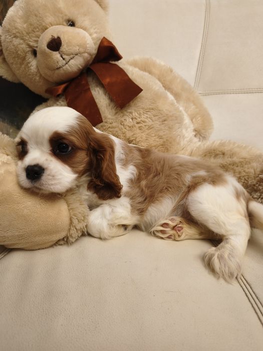 Кавалер Чарльз кинг спаниель ксу