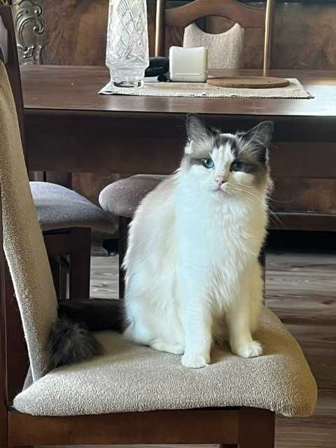 RAGDOLL-kotka hodowlana 2,5 letnia