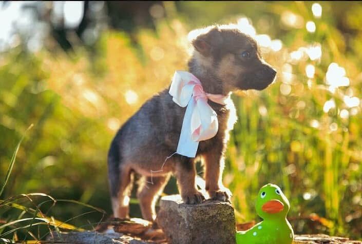 Цуценята безкоштовно