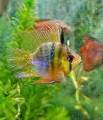 Ramirezis varias linhas ciclídeos anões