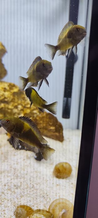 Tropheus Ikola, pyszczak tanganika