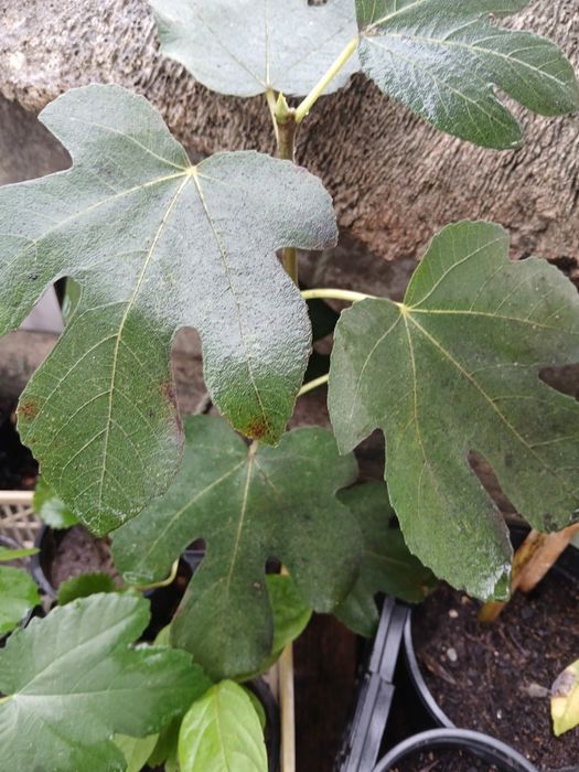 Figueira (chamados os Figos de Mel)