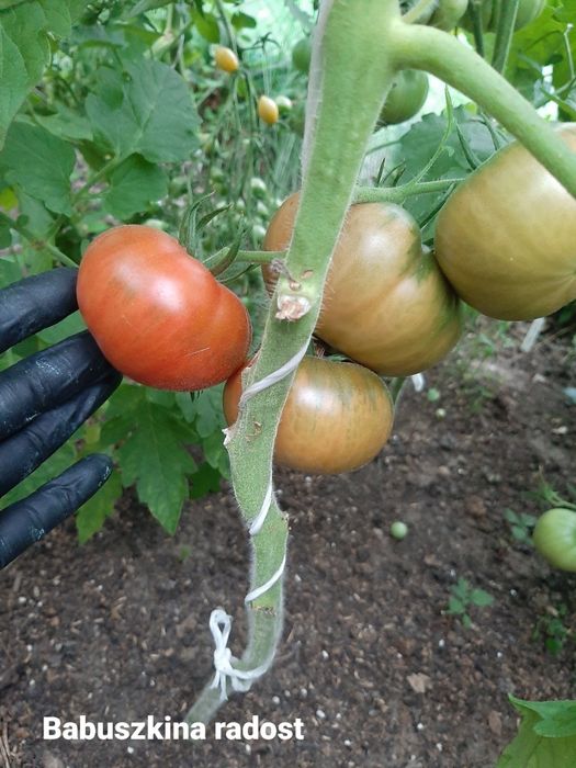 Nasiona pomidorów kolekcjonerskich