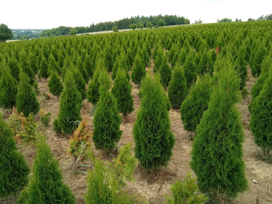 Tuja, tuje szmaragd brabant,kurnik, kolumna, tuje do 300cm, SADZIMY