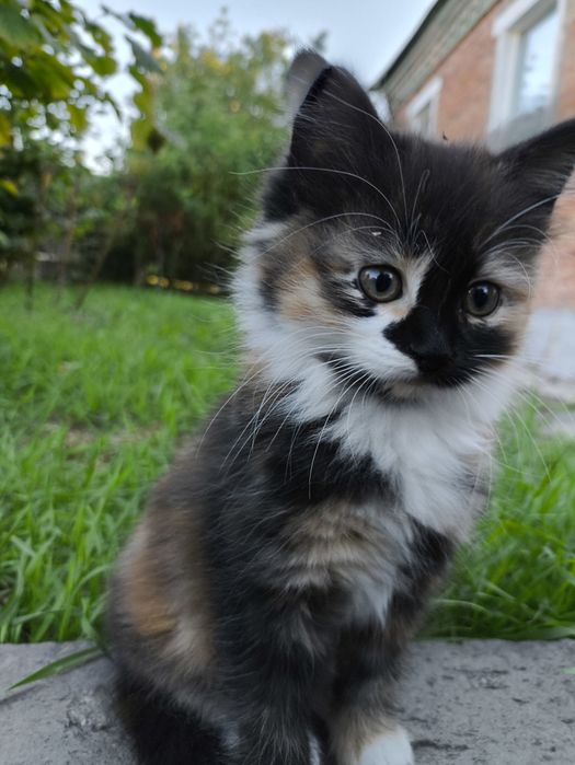 Отдам котят в хорошие руки 2 месяца