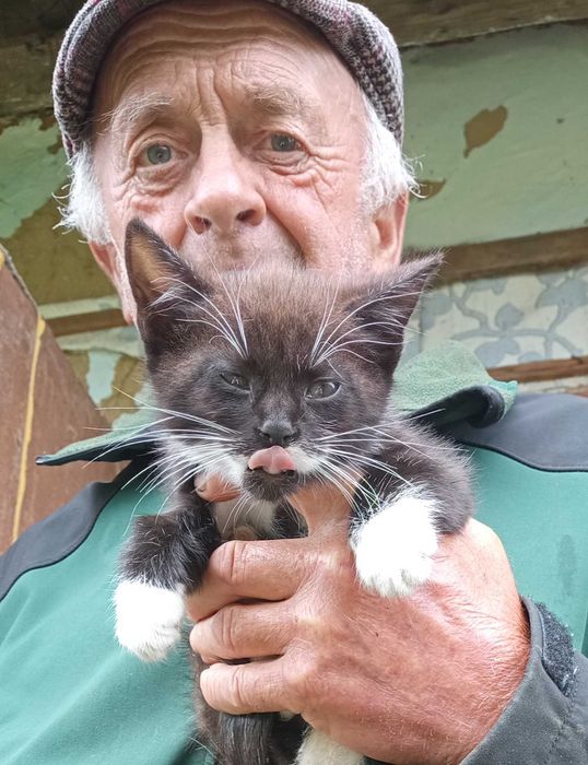 Кошенят віддам в добрі руки