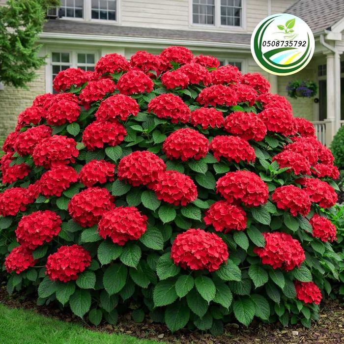 Саджанці - кущі гортензії широколистої "Червона"