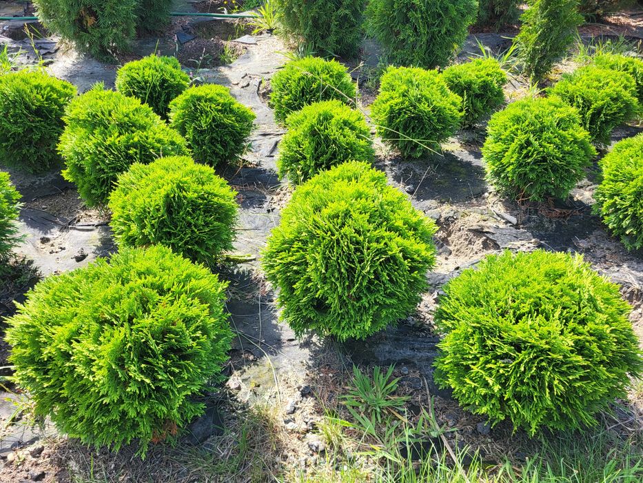 Katalpa, Katalpy, Surmia, Drzewka ozdobne PROMOCJA