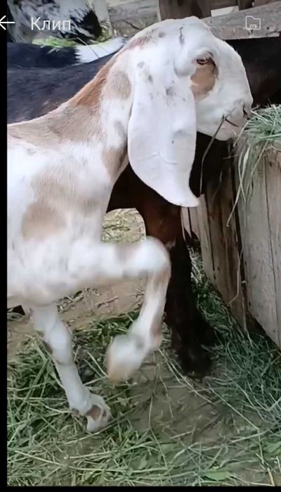 Коза нубийская 100%
