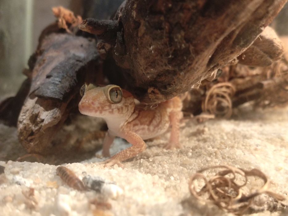 Gekony madagaskarskie