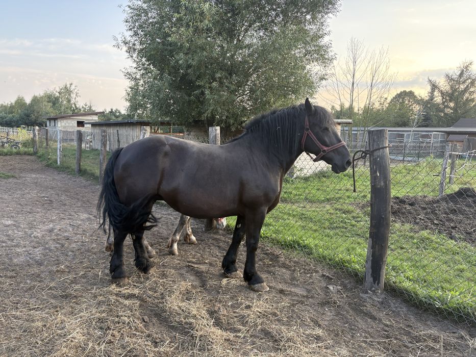 Klacz zimnokrwista PKZ