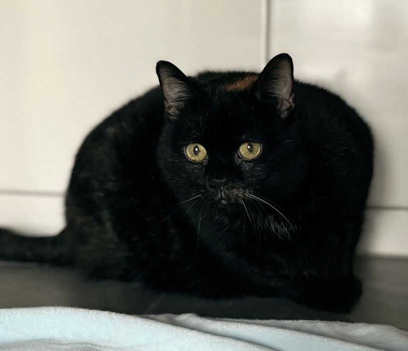 To Merry ...błagam o szansę dla niej ...