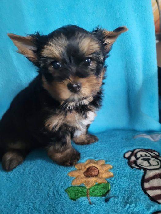 Yorkshire Terrier