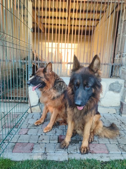 Продаються цуценята німецької вівчарки