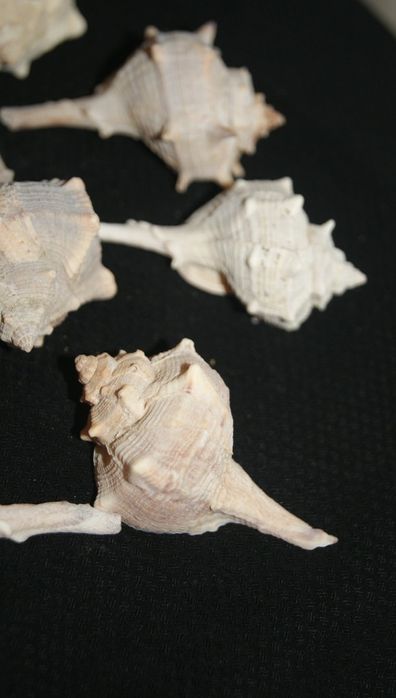 komplet muszli morskich