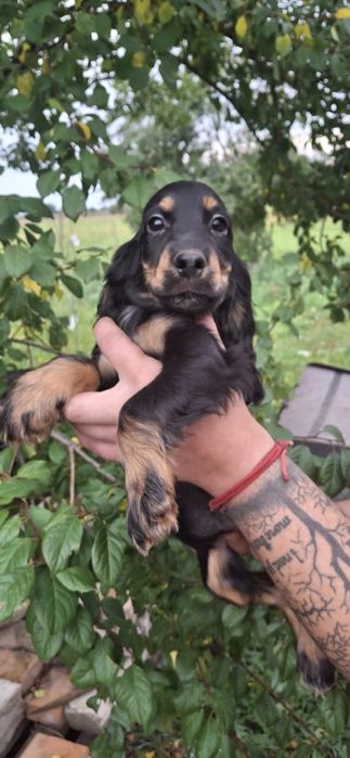 Cocker Spaniel Angielski podpalana suczka