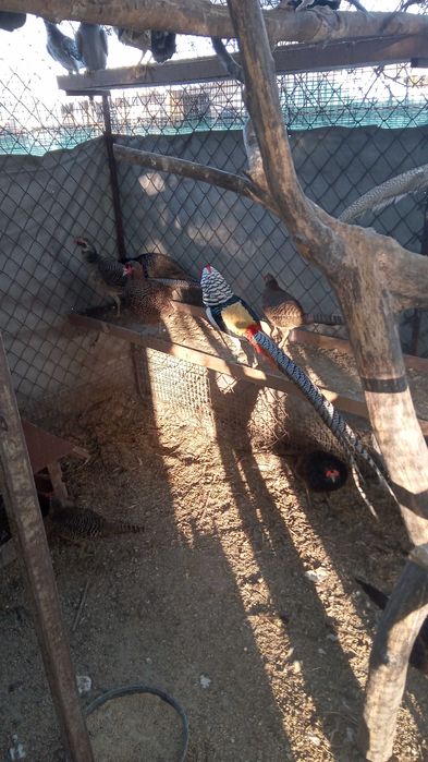 bażant łowny-młode