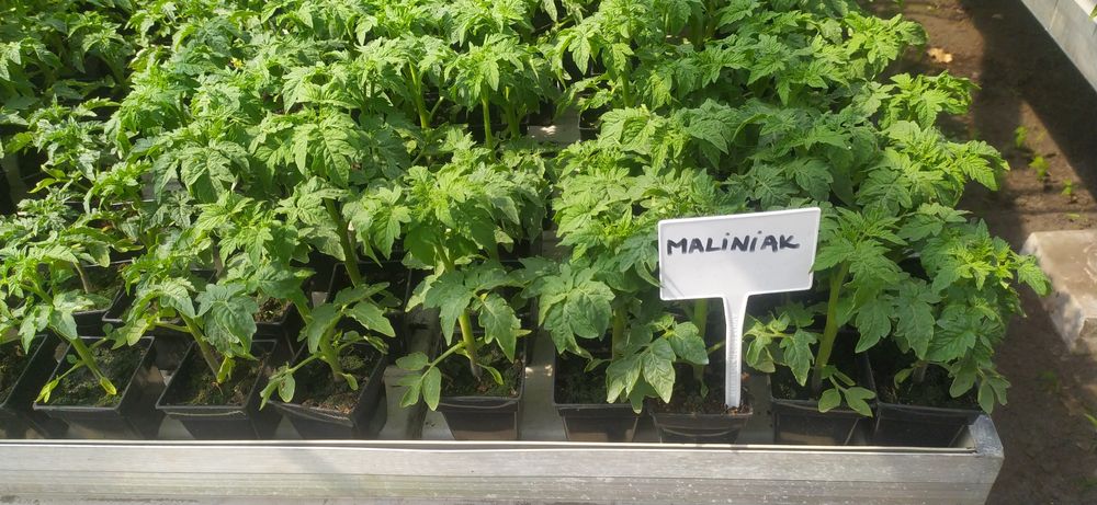 Rozsady warzyw(flancki,sadzonki)Pomidor ,Ogórek