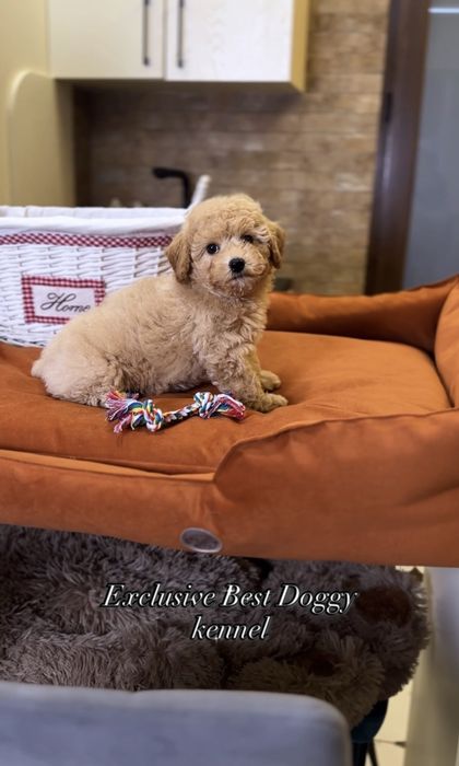 Мальтіпу ф1. Шикарні яскраві цуценята мальтіпу. Вакциновані, чіп,докум