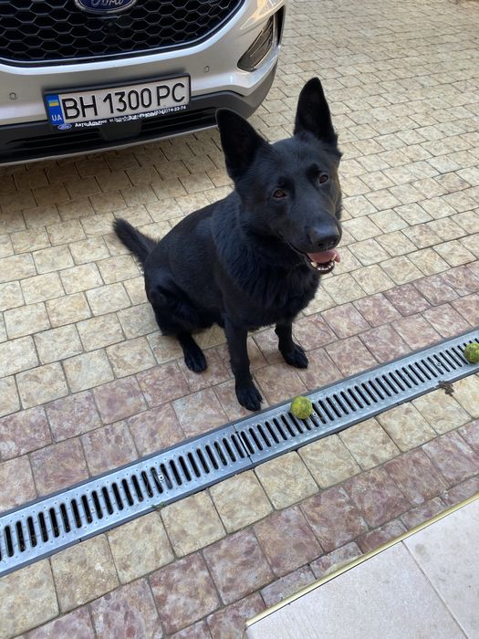 Вязка восточно-европейской овчарки