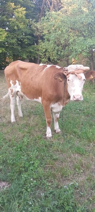 Sprzedam krowe i jałówkę