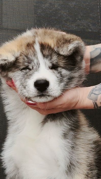акіта іну, тигровий хлопчик