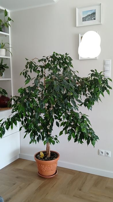 Kwiaty duży fikus Benjamin ok. 160cm