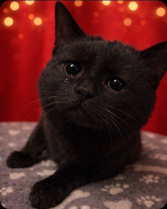 Cudowny Walduś- jego życie to pasmo nieszczęść